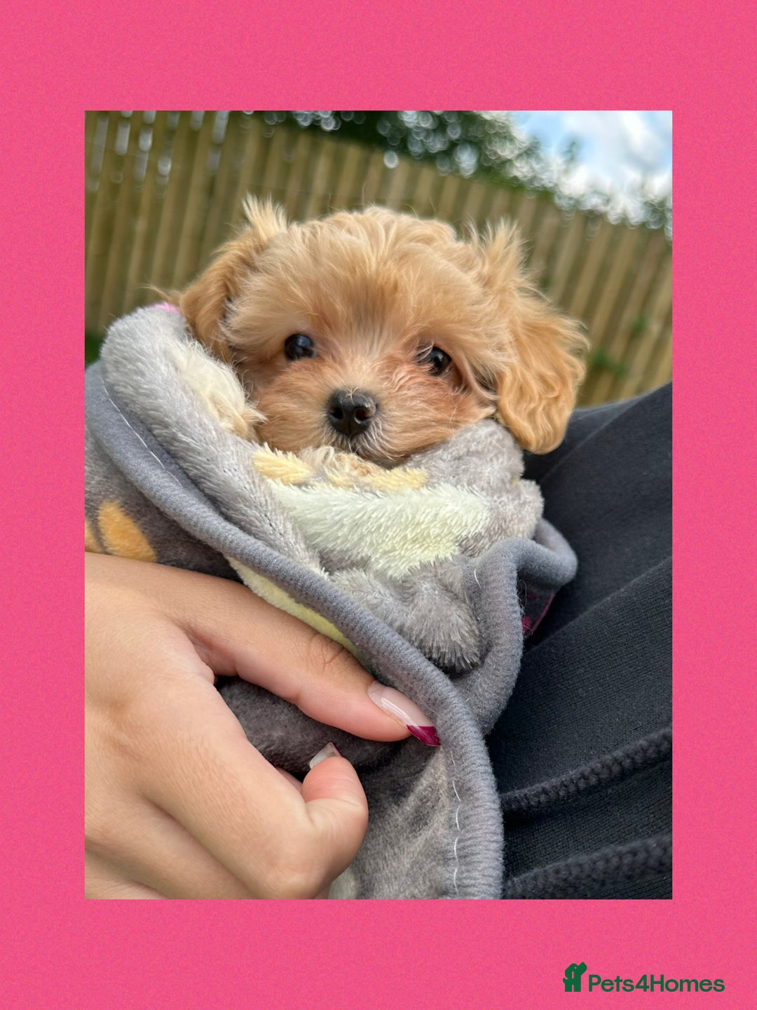 Maltipoo dogs for sale: F1 tiny Maltipoo’s  - Image 17