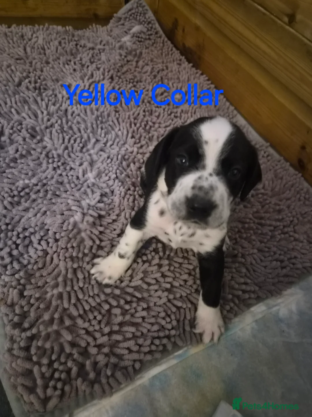 Mixed Breed dogs for sale: Beautiful Sprollie x Dalmatian pups - Advert 2