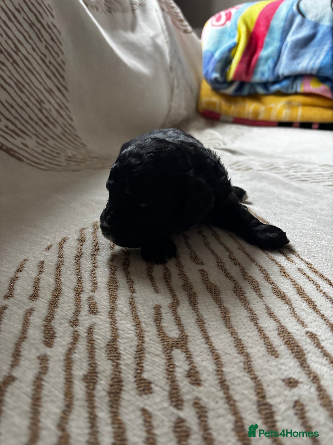 Cavapoochon dogs for sale: 🐶Exceptional cavapoochon pup's🐶 - Advert 18