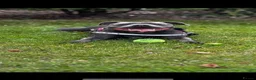 Staffordshire Bull Terrier dogs for sale: Kc health clear - Advert 18