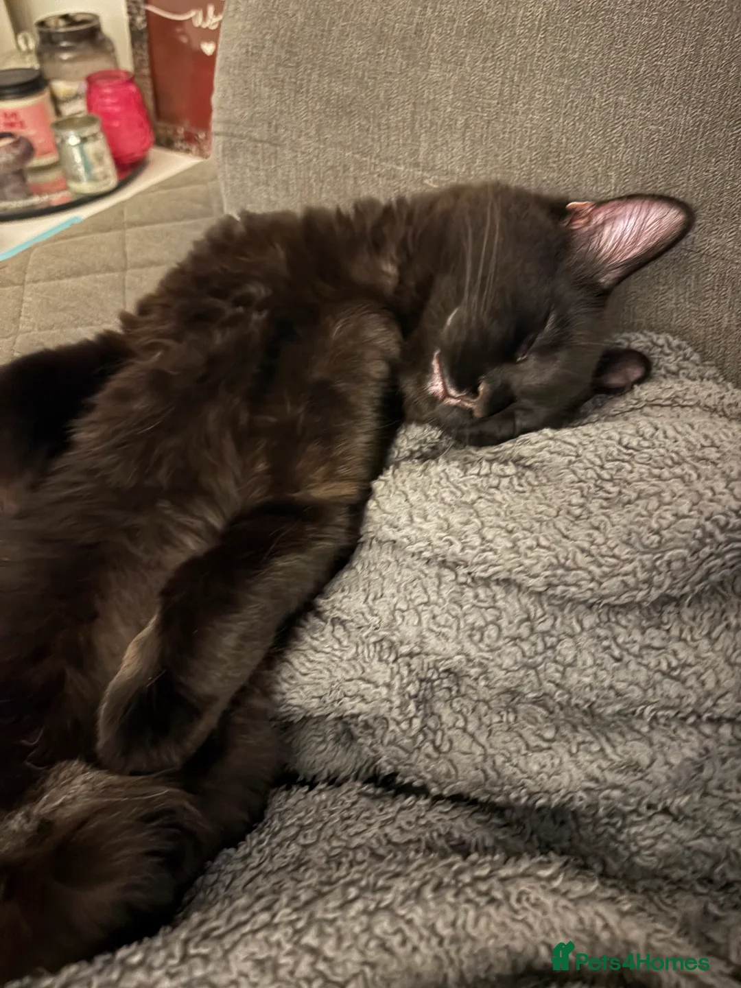 Mixed Breed cats for sale: TWO MALE BROTHERS NEEDING A NEW FAMILY - Advert 2