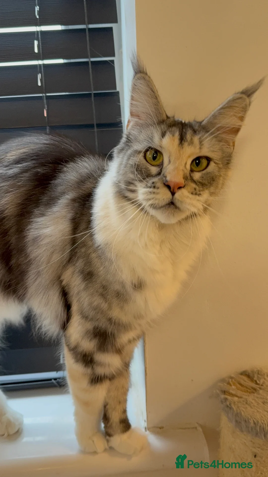Maine Coon cats for sale: Tica active silver tortie Maine coon queen! - Advert 5