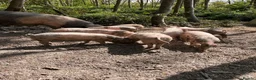 Pig livestock for sale: Saddleback x Welsh Weaners piglets  - Advert 4