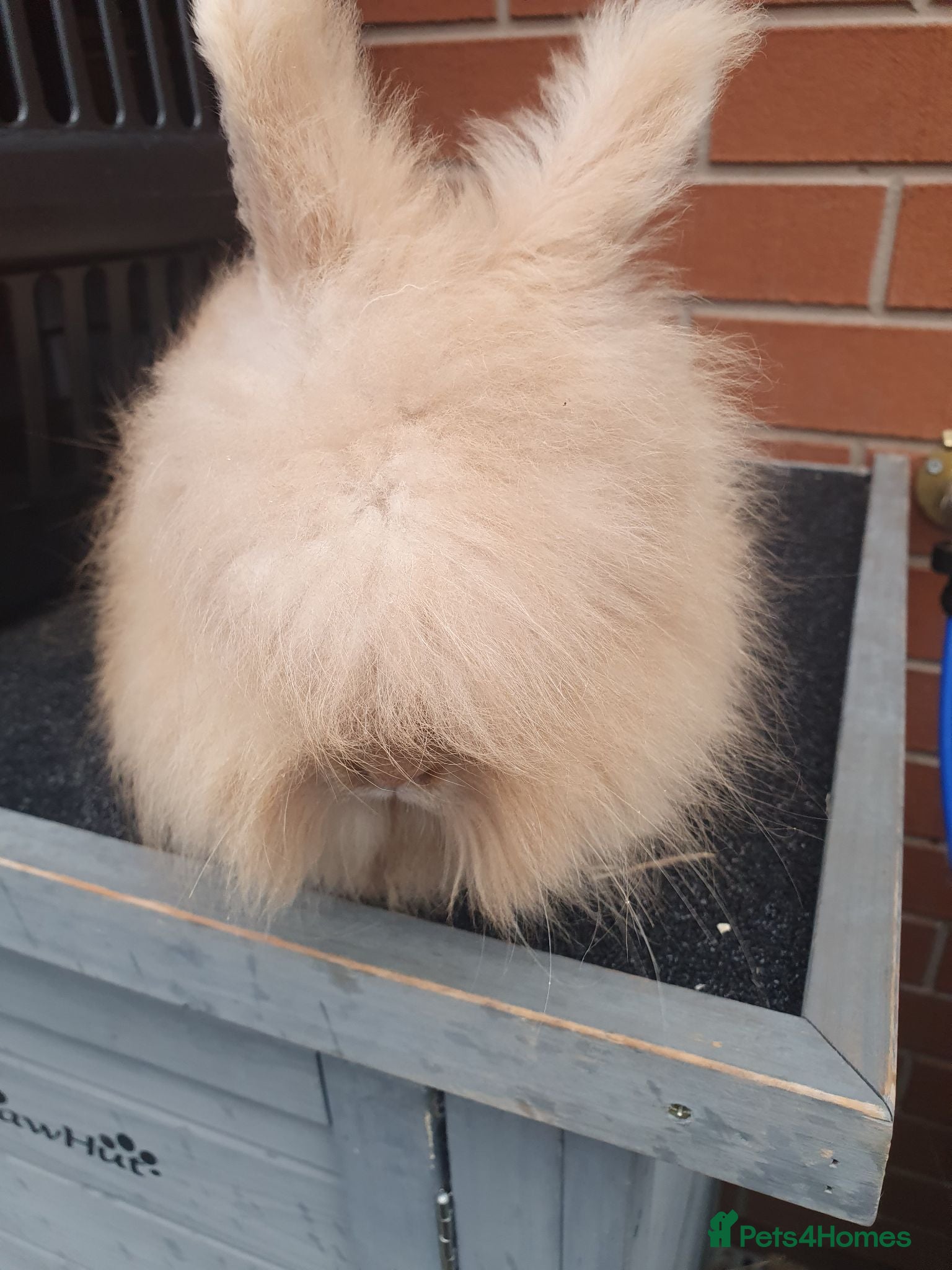 Lionhead rabbits Double mane lionhead - Advert 17