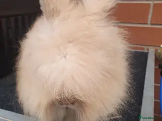 Lionhead rabbits Double mane lionhead - Advert 15