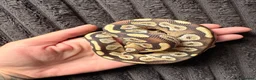Python Snake reptiles for sale: Ball python in Cornhill-on-Tweed - Advert 1