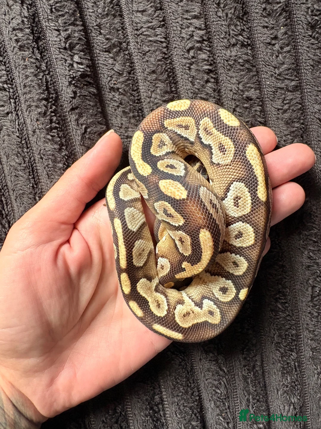 Python Snake reptiles for sale: Ball python in Cornhill-on-Tweed - Advert 1