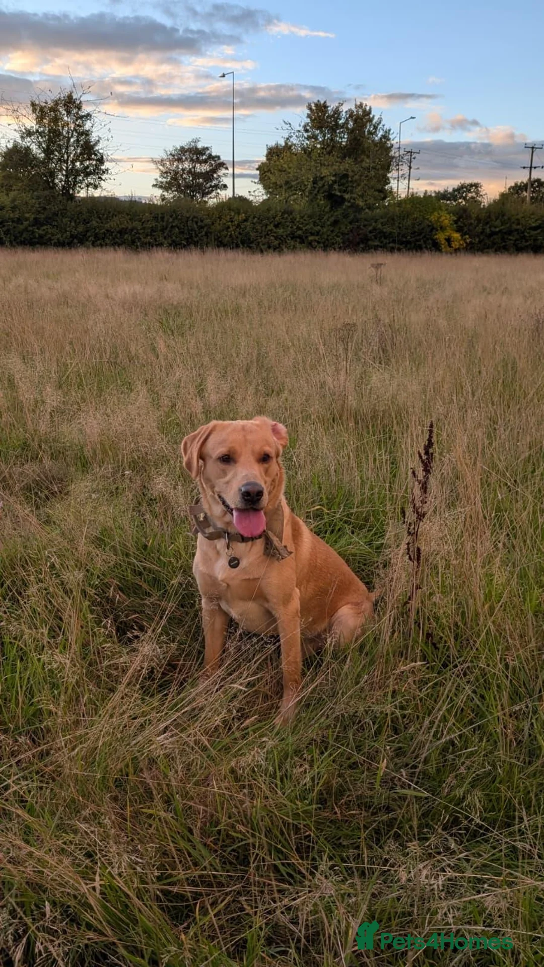 Labrador Retriever dogs for stud: Ready for stud in Telford - Advert 1