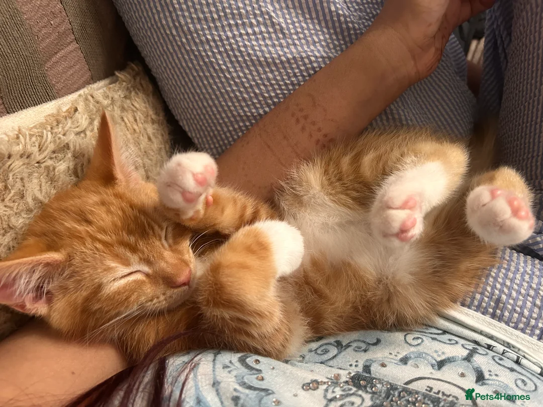 Mixed Breed cats for sale: Male Ginger Kitten - Advert 8
