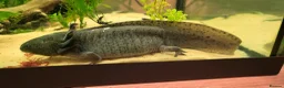 Axolotl reptiles for sale: Axolotls - 2 males and full tank set up in Kilmarnock - Advert 17