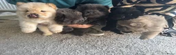 Chow Chow dogs for sale: 5 X chow chow class 1 kc registered  in Manchester - Advert 5