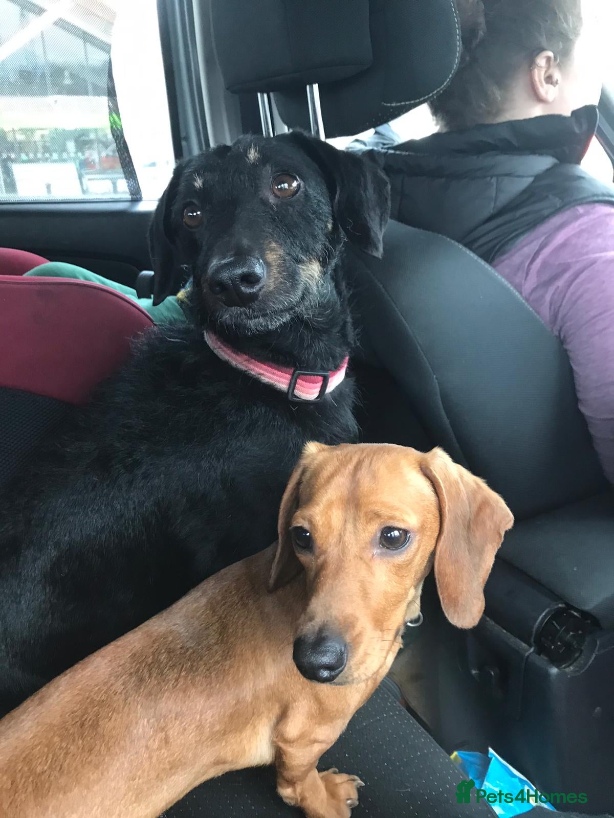 Mixed Breed dogs For rehoming Poppy and Tilly - Advert 16