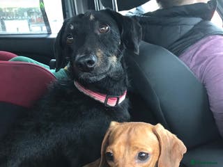 Mixed Breed dogs For rehoming Poppy and Tilly - Advert 7