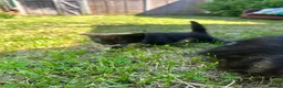 Norwegian Forest Cat cats for sale: Selling my lovely kitty’s  - Advert 10
