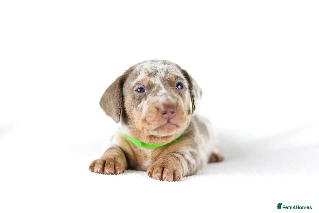 Miniature Dachshund dogs for sale: Miniature dachshund puppies  - Advert 14