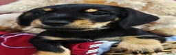 Mixed Breed dogs for sale: Daschund X Schnauzer puppies  - Advert 28