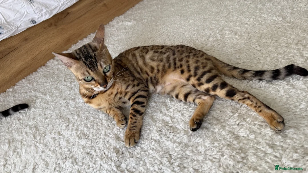 Bengal cats for sale: Snow bengal kittens  - Advert 2
