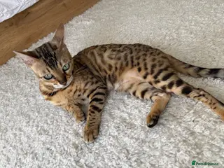 Bengal cats Snow bengal kittens - Advert 16