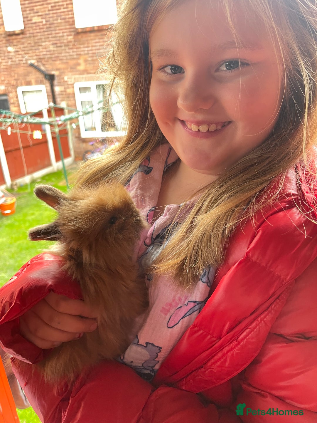 Angora rabbits for sale: French Imported Pedigree English Angoras - Advert 32