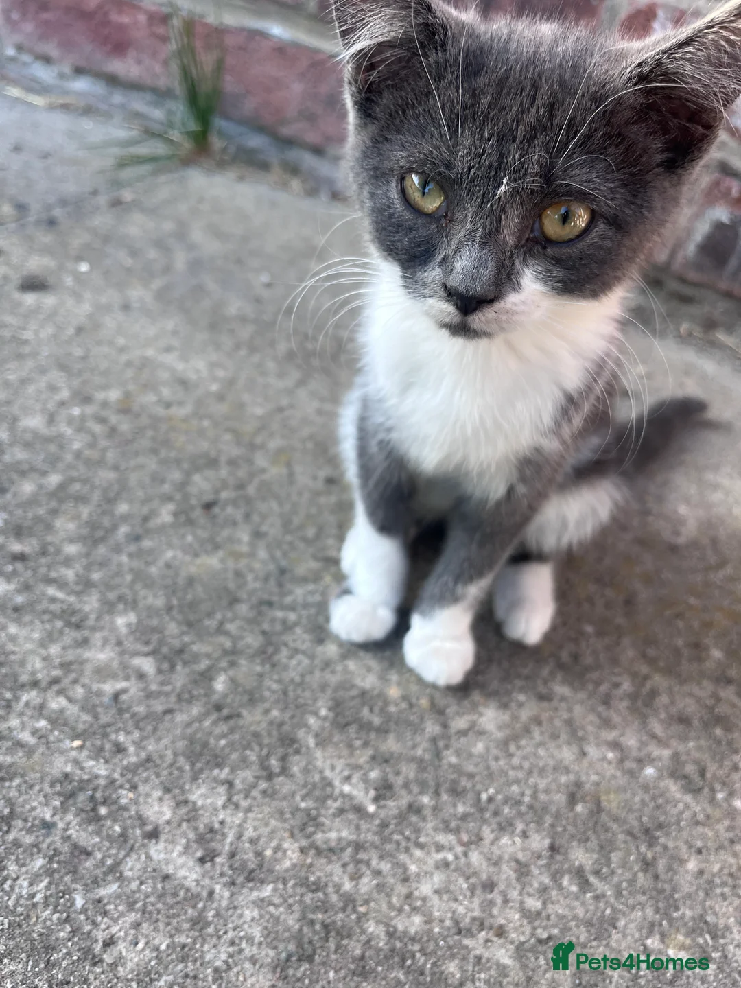 Mixed Breed cats for sale: Mixed British short hair - Advert 2