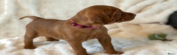 Hungarian Vizsla dogs for sale: Beautiful Hungarian Vizsla Puppies – 5⭐ Homes Only - Advert 19