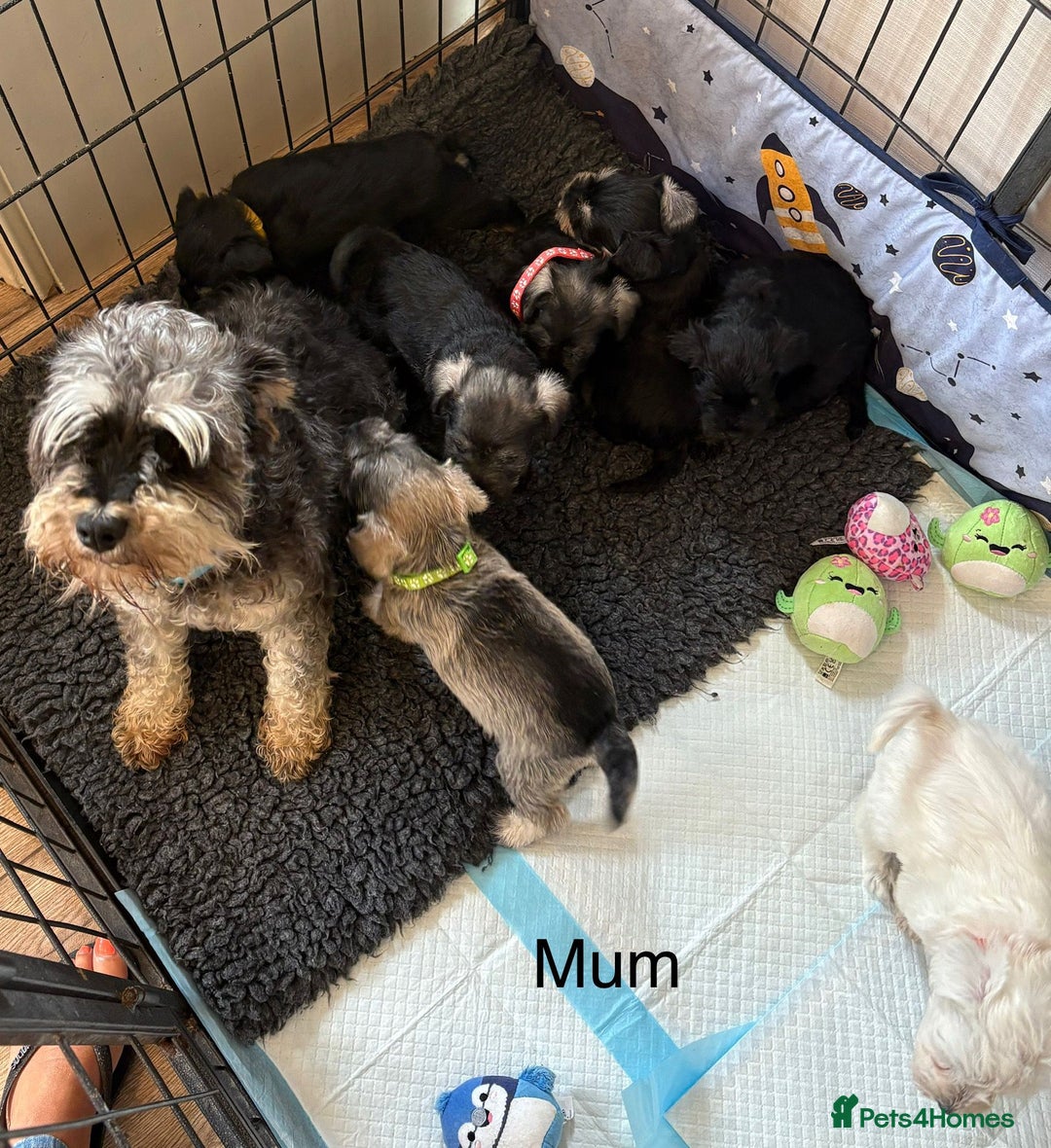 Miniature Schnauzer dogs for sale: Kc registered miniature schnauzer Bva eye test - Image 14
