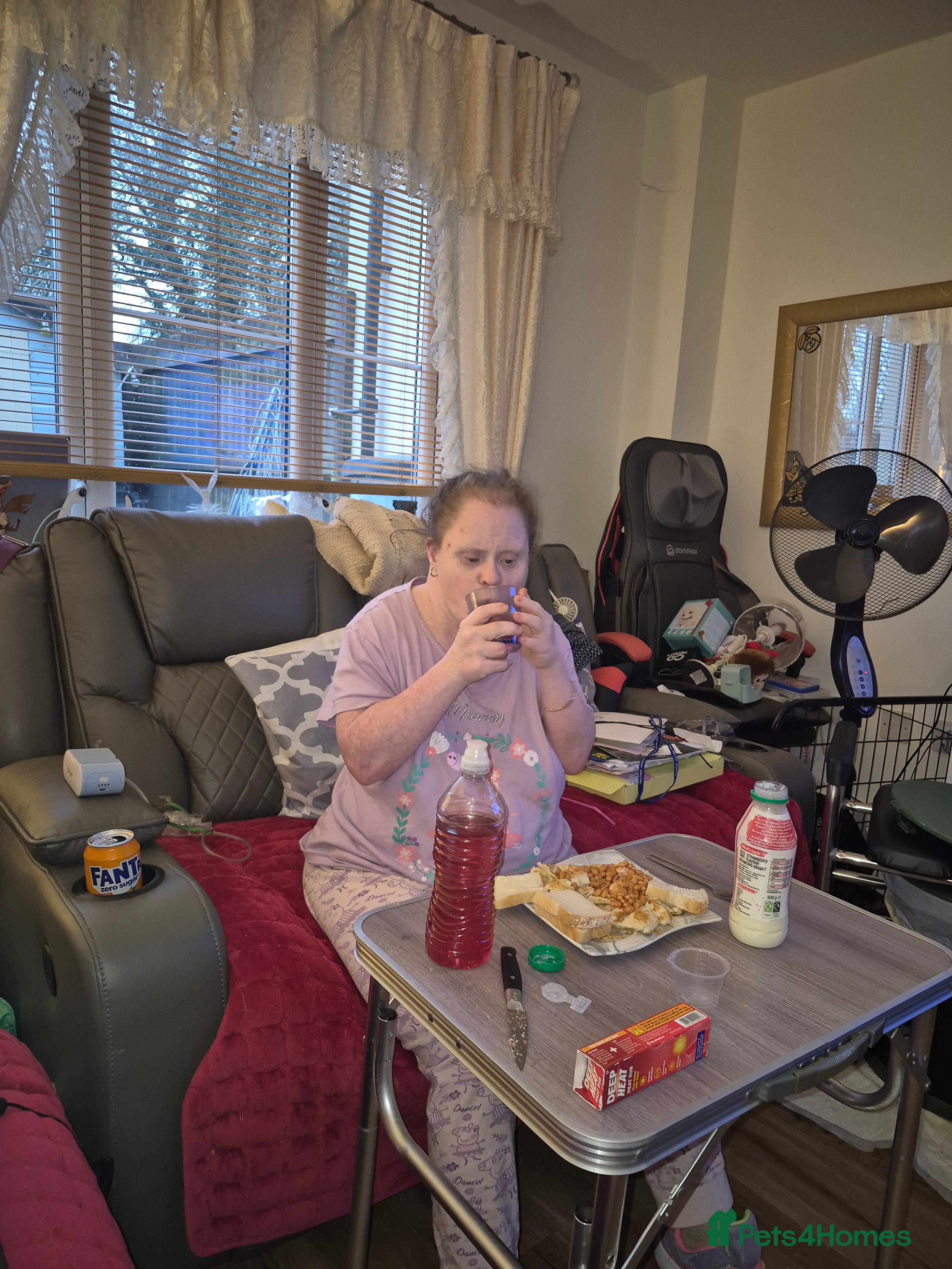 Yorkshire Terrier dogs Two lovely boys  - Advert 2