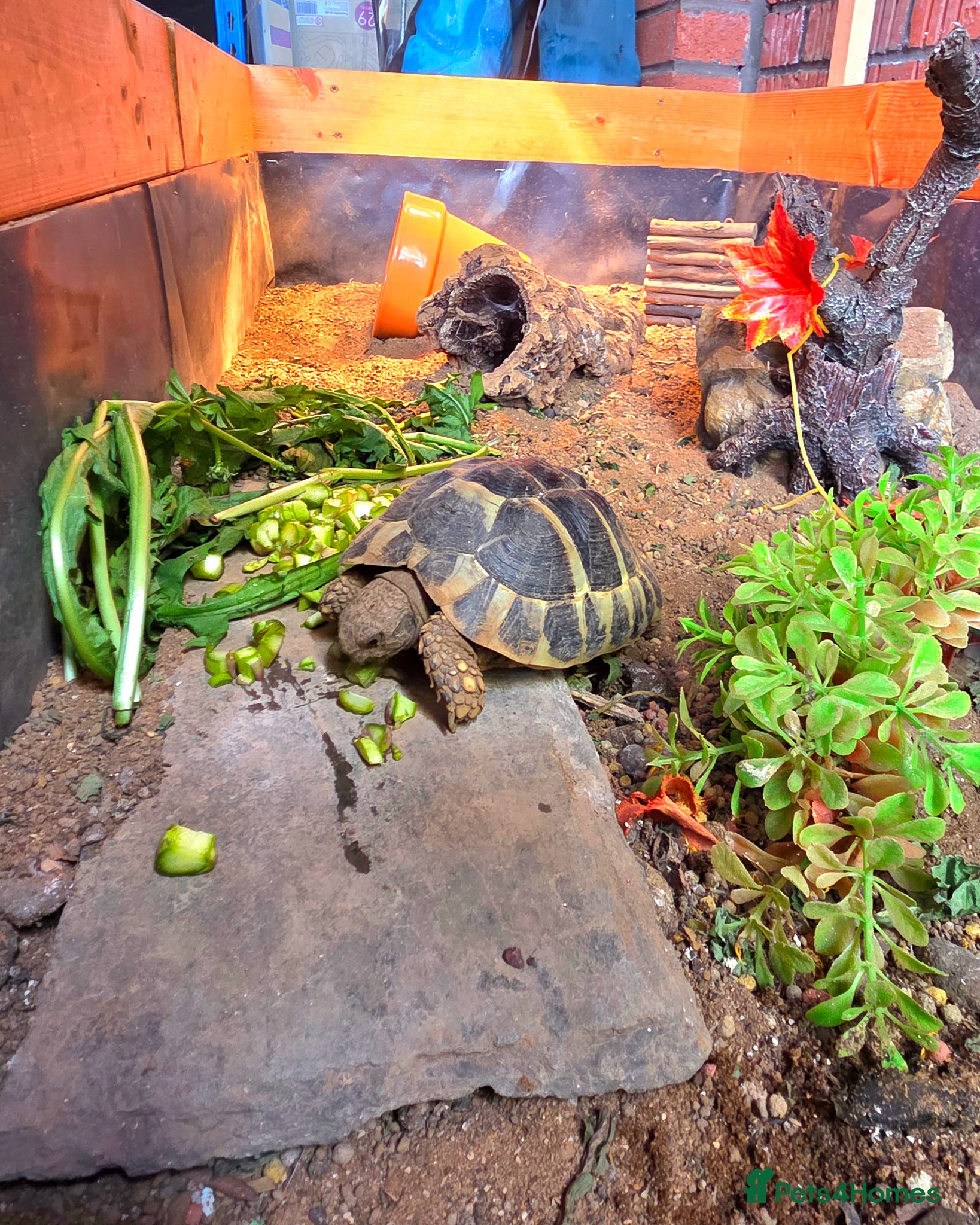 Hermann Tortoise reptiles 2 lovely Hermann tortoises - Advert 1