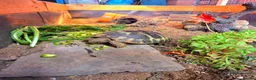 Hermann Tortoise reptiles for sale: 2 lovely Hermann tortoises - Advert 1