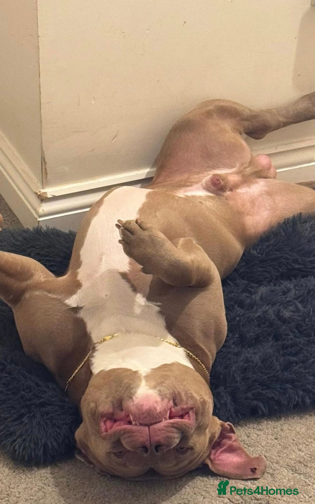 American Bully dogs for sale: American Bully Looking for a New Home ( read ad )  in London - Advert 2