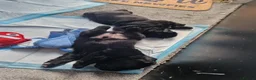 Newfoundland dogs for sale: KC Registered Black Newfoundland Puppies  in Moffat - Advert 21