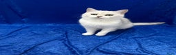 British Shorthair cats for sale: Active registered GCCF British short hair male  - Advert 6
