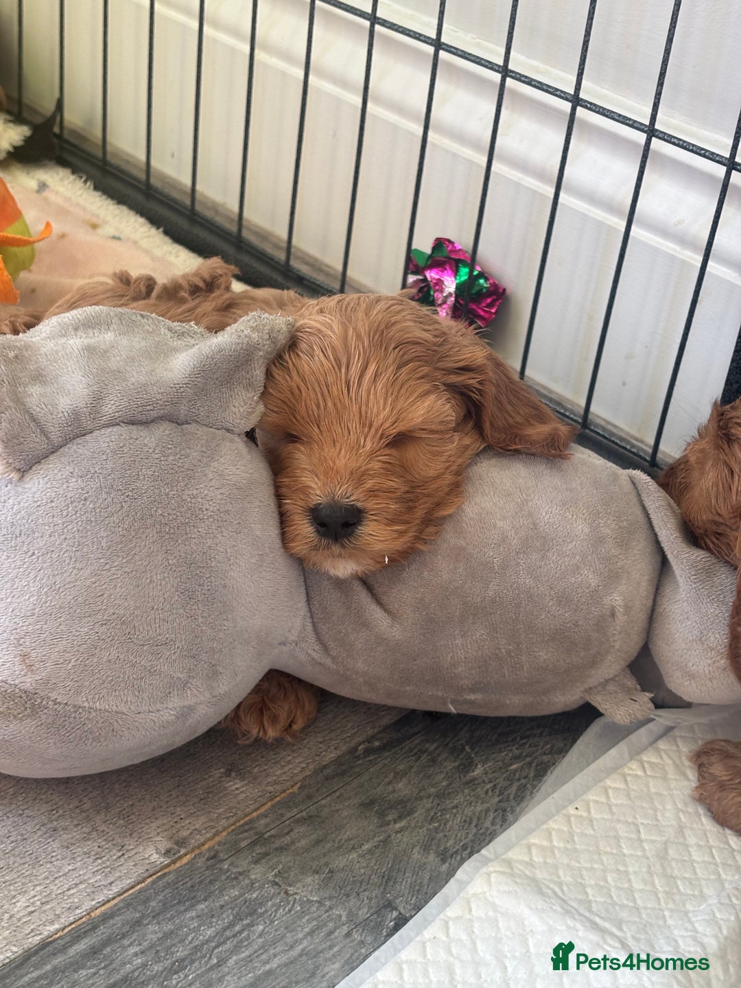 Cockapoo dogs for sale: Red fox mini Cockapoo puppies in Alfreton - Image 2