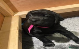 Labrador Retriever dogs for sale: Black Labradors looking for their forever homes - Image 6