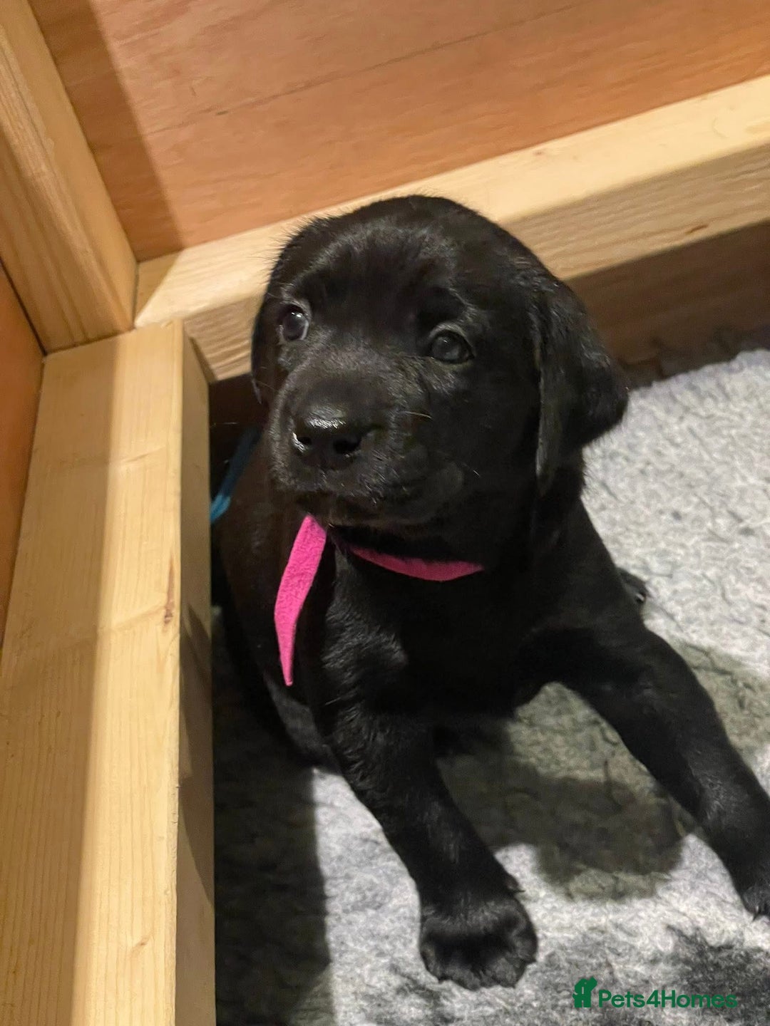 Labrador Retriever dogs for sale: Black Labradors looking for their forever homes - Image 6