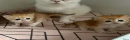British Shorthair cats for sale: Adorable Golden British Short/longhair Kittens - Advert 12