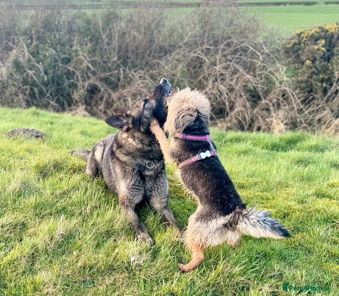 Border Terrier dogs for sale: Stunning Border Babies 🐾 Dog Training Family 🐾 - Advert 9