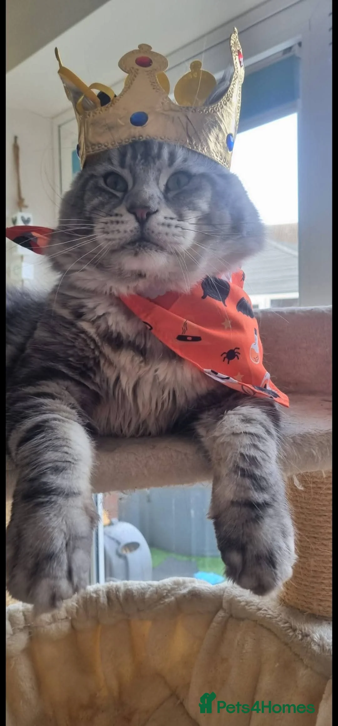 Maine Coon cats for stud: 2 XL Proven Studs 1 of them is a Tica Champion   in Royston - Advert 1