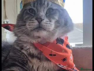 Maine Coon cats 2 XL Proven Studs 1 of them is a Tica Champion in Royston - Advert 1