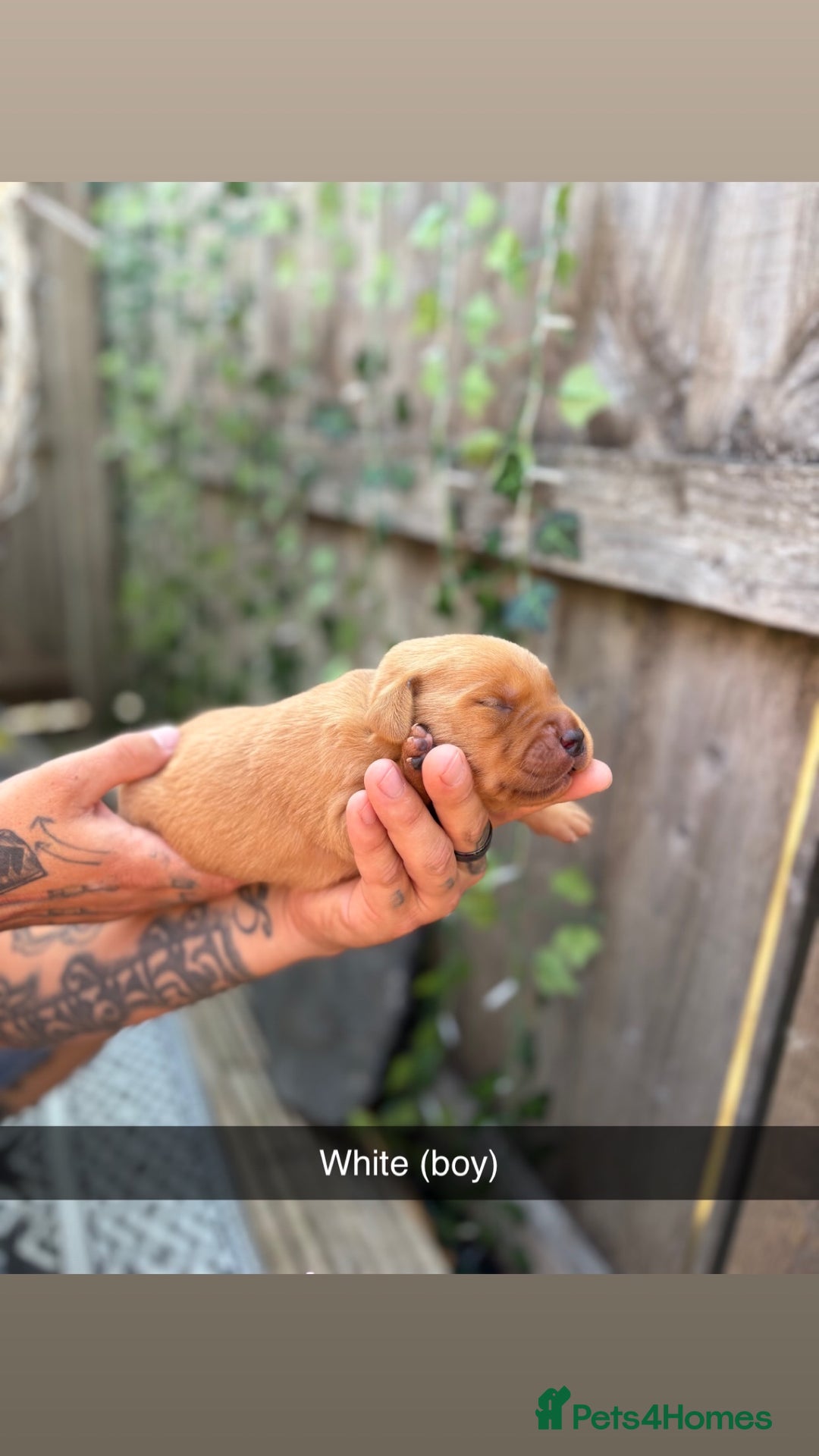 Labrador Retriever dogs for sale: Stunning Fox Red Labrador puppies  - Image 21