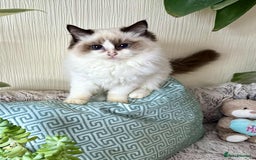 Ragdoll cats for sale: 🐾 adorable ragdoll kittens for sale 🐾  - Image 17