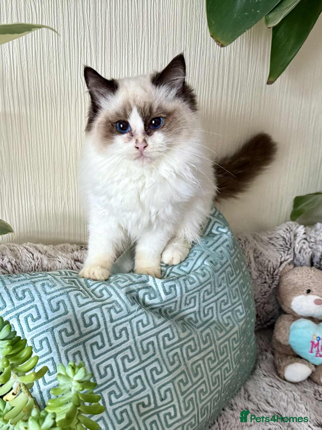 Ragdoll cats for sale: 🐾 adorable ragdoll kittens for sale 🐾  - Image 17