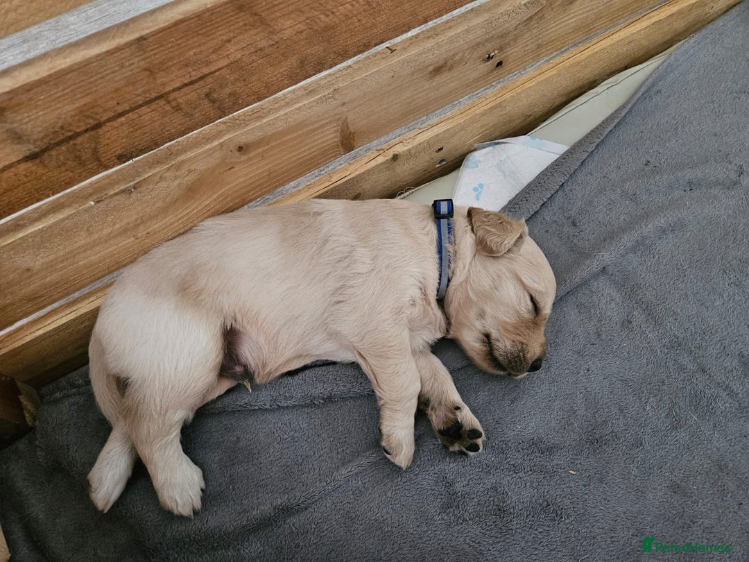 Golden Retriever dogs for sale: Golden retriever puppies - Image 13