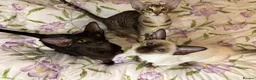 Oriental cats for sale: Playful and friendly kittens ready to leave in New Malden - Advert 1