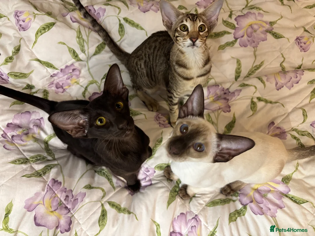 Oriental cats for sale: Playful and friendly kittens ready to leave in New Malden - Advert 1