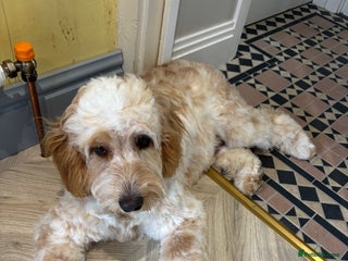 Cockapoo dogs for sale: ADORABLE 10 MONTH OLD COCKAPOO PUPPY FOR SALE - Advert 1