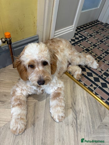 Cockapoo dogs ADORABLE 10 MONTH OLD COCKAPOO PUPPY FOR SALE - Advert 1