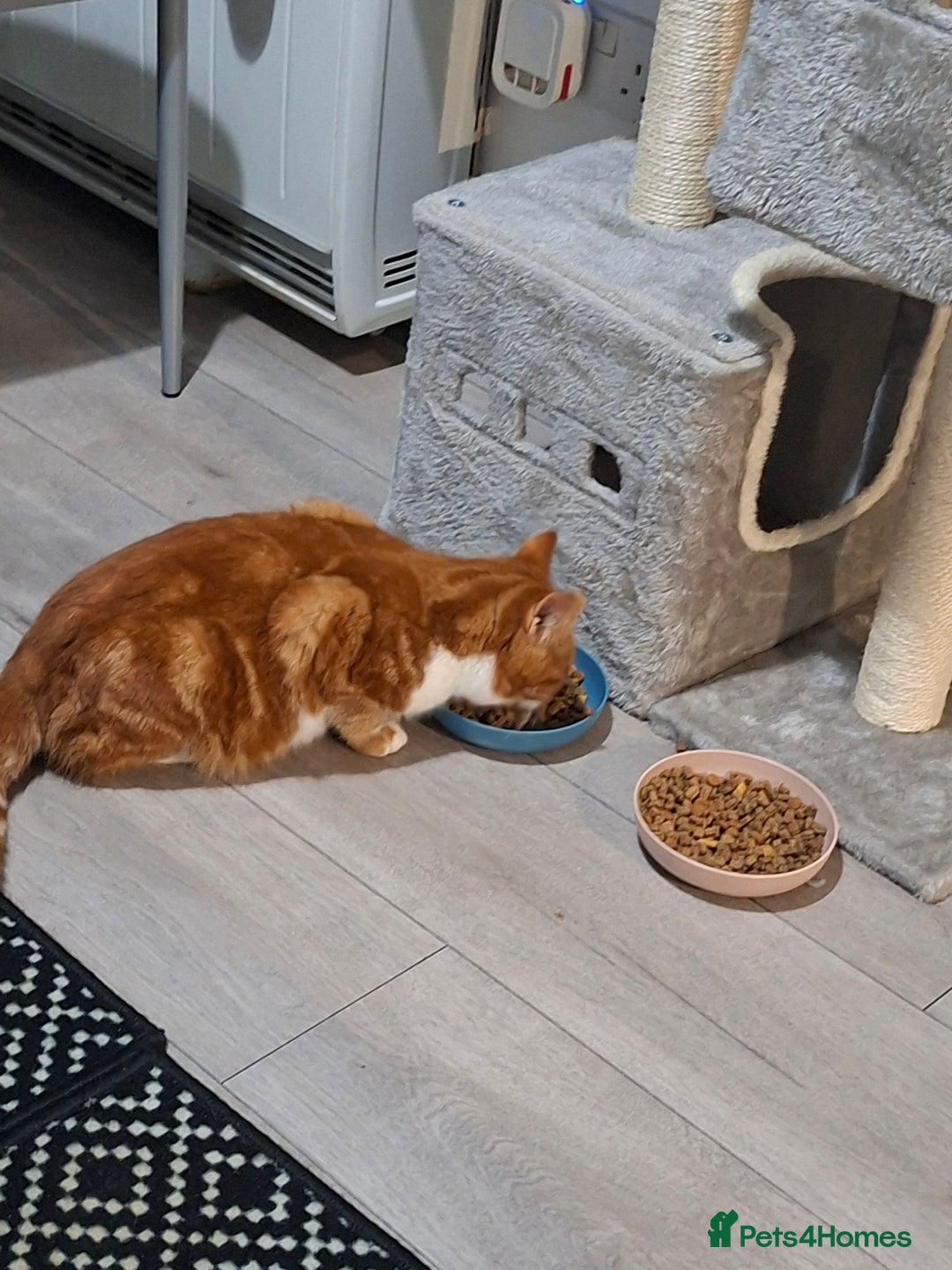 Domestic Shorthair cats for sale: Simba  - Advert 5