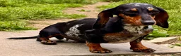 Miniature Dachshund dogs for adoption: 🐾 LARA – Female Miniature Dachshund 🐾 - Advert 6