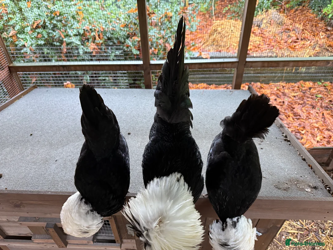 Chickens poultry for sale: Poland Bantam Trio’s  - Advert 4